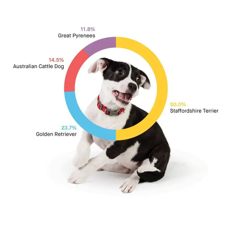 Embark Dog DNA Breed Identification Test Kit With Doggy Relative Finder