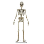 Way To Celebrate 8-Foot Animated Skeleton Plastic Outdoor Halloween Decor