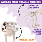 Joyfy 9.8 Inch Halloween Skeleton Dog Skeleton Halloween Decor, Pose-N-Stay Plastic Skeleton Bones with Posable Joints for Hallowmas Decoration Outdoor Haunted House Party